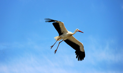 Vol d'une cigogne