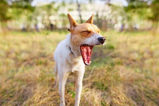 Funny yawning dog