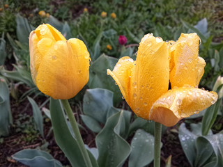 Two yellow tulip in water droplets