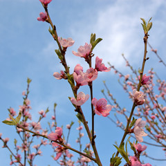 Pfirsichblüte