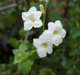 Obraz na płótnie Canvas White Ruellia tuberosa Linn in garden