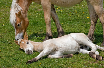 Puledro con la sua mamma