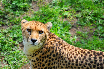 Cheetah Latin name Acinonyx jubatus