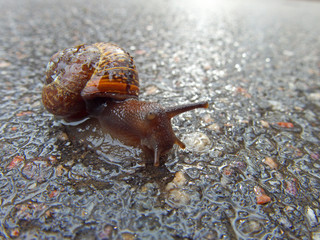 snail