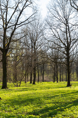 Fototapeta premium green grass