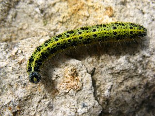 Raupe des großen Kohlweissling