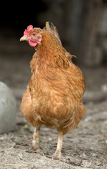  chicken