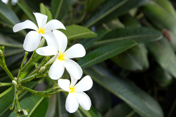 Fototapeta premium white plumeria flowers