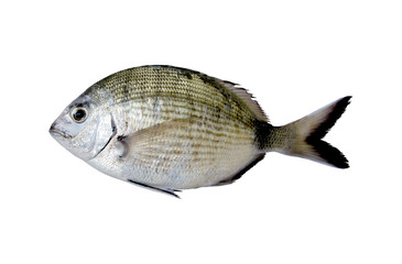 Single Sea Bream fish