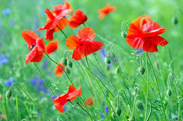  red poppy