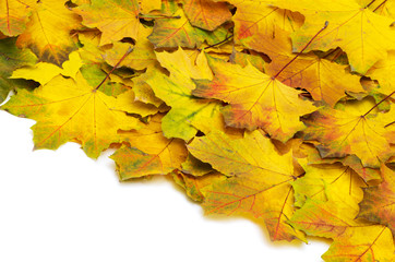 autumn leaves
