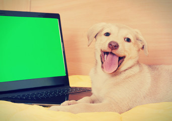 puppy and laptop