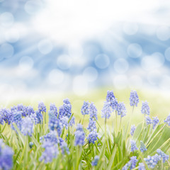 Blue hyacinth