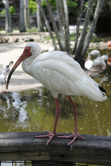 White Ibis Latin name Eudocimus albus
