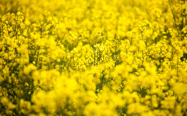 Rapeseed field