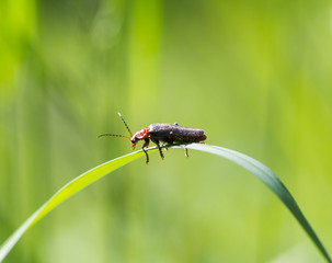 Insect on the grass