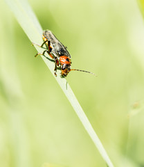 Fototapeta na wymiar Insect on the grass