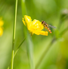 Insect on a yellow flower