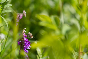 Grass and flower background