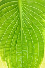 Texture of fresh hosta leaf background
