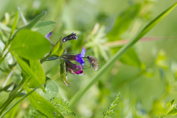 Grass and flower background