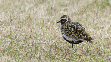 Golden plover