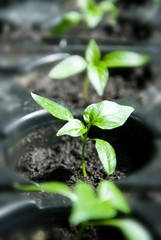 Macro of pepper seedlings ready for plant