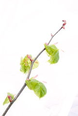 spring branch with fresh green leaves isolated on white