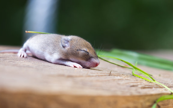 Mouse baby
