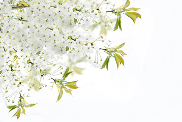 spring blossoms over white