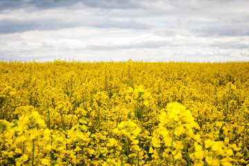 Fototapeta premium Rapeseed field