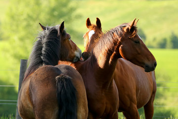 3 Pferdefreunde