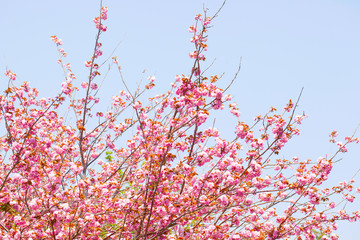 Blooming double cherry blossom tree and white sky