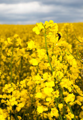 Obraz premium Rapeseed field