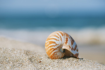 nautilus shell on white Florida beach sand under the sun light