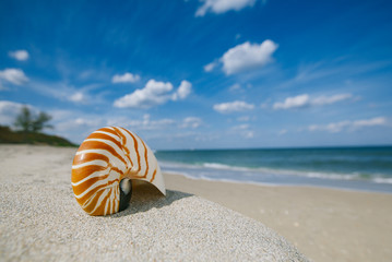 Obraz premium nautilus shell on white Florida beach sand under the sun light