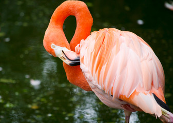 Flamingo