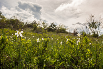 Meadow of wild daffodils