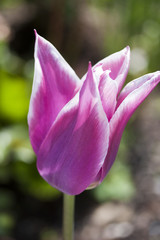 Tulpen