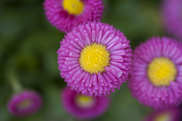Gänseblümchen