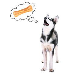 Cute husky puppy dreaming of bones, isolated on white
