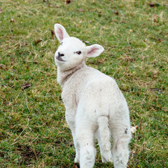 Junges Schaf