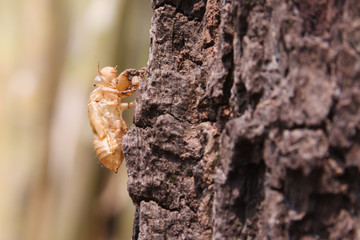 cicada slough holding on a tree