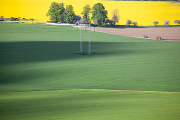Field of rapeseeds