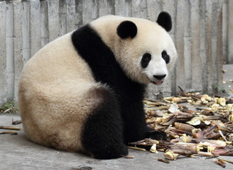 Panda tongue looking at viewer - 64930456