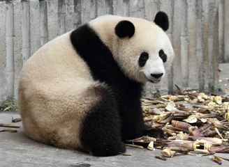 Tableaux ronds sur aluminium Panda Langue de panda regardant le spectateur