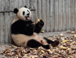Panda eating bamboo shoots happily - 64930473