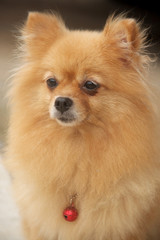 Mature Pomeranian Dog