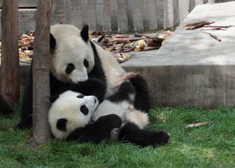 Fototapeta premium Panda cub lying on the grass watching mom or dad