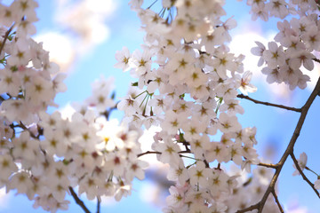 青空と満開の桜　イメージ
